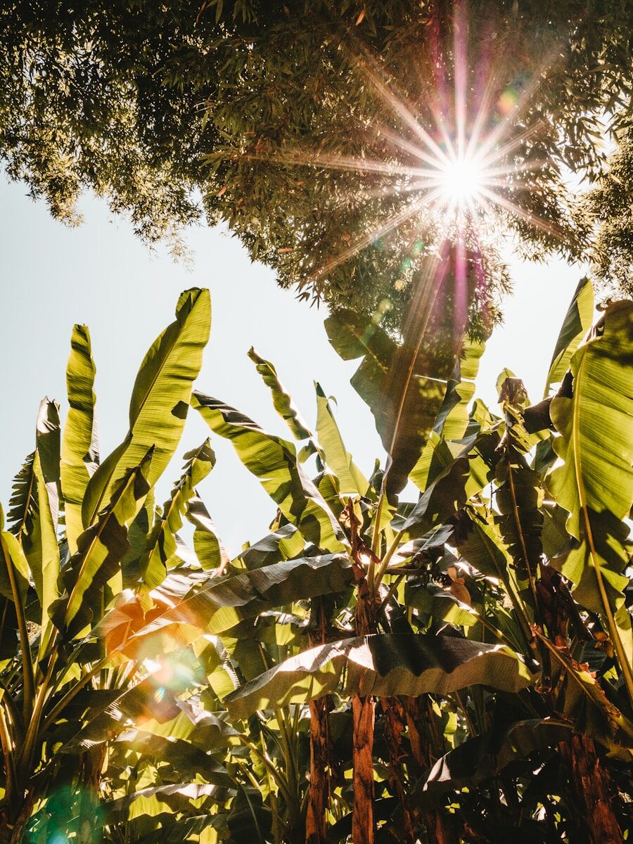 You are currently viewing How to Boost Energy Naturally: 8 Science-Backed Methods