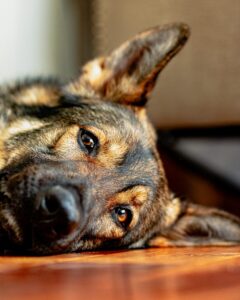 Read more about the article Why Do I Feel Unmotivated All the Time? Science Explained