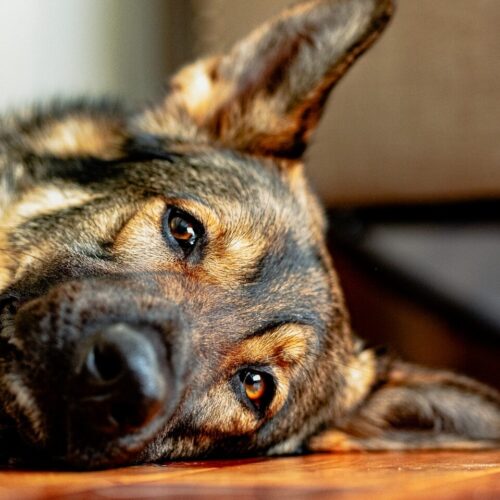 Why Do I Feel Unmotivated All the Time? Science Explained